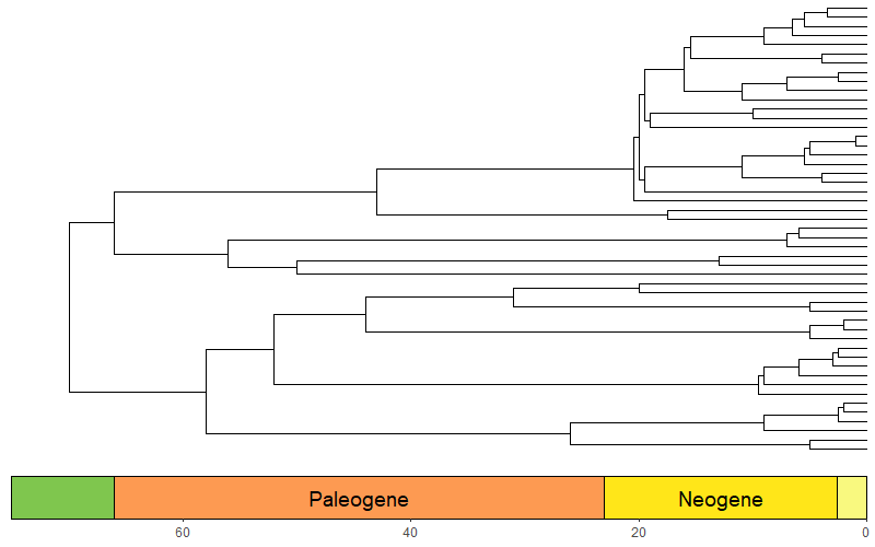 example phylogeny